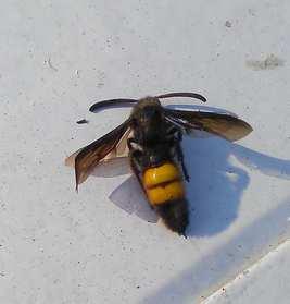 Scolia hirta